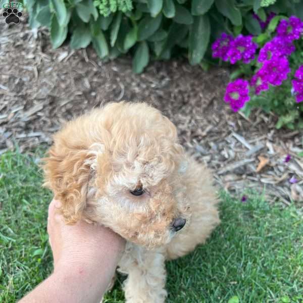 Twinkle, Cockapoo Puppy